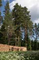FinnFoto_207259