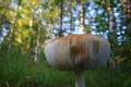 FinnFoto_242117
