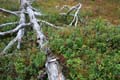 FinnFoto_243039