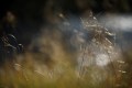 FinnFoto_306700