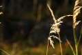 FinnFoto_306885