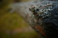 FinnFoto_307416