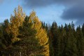 FinnFoto_307840