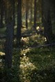 FinnFoto_307951