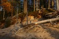 FinnFoto_307980