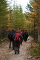 FinnFoto_308160