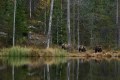 FinnFoto_308206