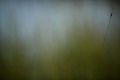 FinnFoto_308235