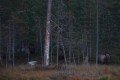 FinnFoto_308345