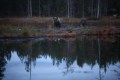 FinnFoto_308354