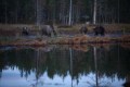 FinnFoto_308356