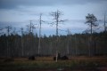FinnFoto_308368