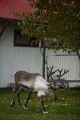 FinnFoto_308505