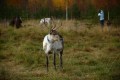 FinnFoto_308509