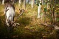 FinnFoto_308557