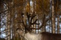 FinnFoto_308563