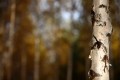 FinnFoto_308570
