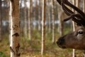 FinnFoto_308579