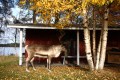 FinnFoto_308745