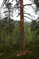 FinnFoto_279369