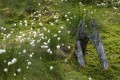 FinnFoto_421394